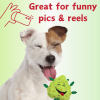 My Name is Bud, Funny Squeaky Weed Dog Toy, Cute Stuffed Parody Pot Nug, Cool Plush 420 Novelty Gift for Pets & Their Owners, Sized for Puppies & Sma