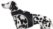 Easy to Use Mini Cell Phone GPS Pet Track Dog Cat Collar Mount Locator Size:L