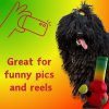 My Name is Bo da Bong, Funny Squeaky Weed Dog Toy, Cute Stuffed Parody Rasta Pot Bong, Cool Plush 420 Novelty Gift for Puppies & Small, Medium & Larg