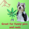 My Name is Mary Jane, Cute Stuffed Parody Marijuana Leaf Dog Toy, Funny Squeaky Weed Toy, Cool Plush Novelty 420 Gift for Puppies & Small, Medium & L